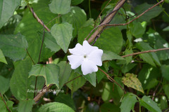 Thunbergia fragrans var. fragrans